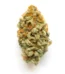 Mr. Clean Strain