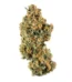 Nightshade Strain