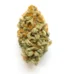 Orange Crush Strain