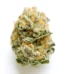 Pineapple Punch Strain