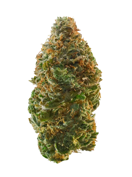 Platinum Garlic Strain