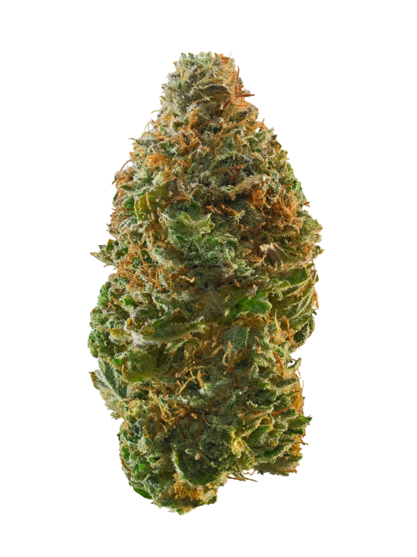 Platinum Garlic Strain