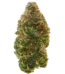 Platinum Garlic Strain