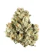 Pomelo Strain
