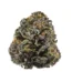 Purple Afghani Strain