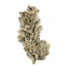 Purple Chemdawg Strain
