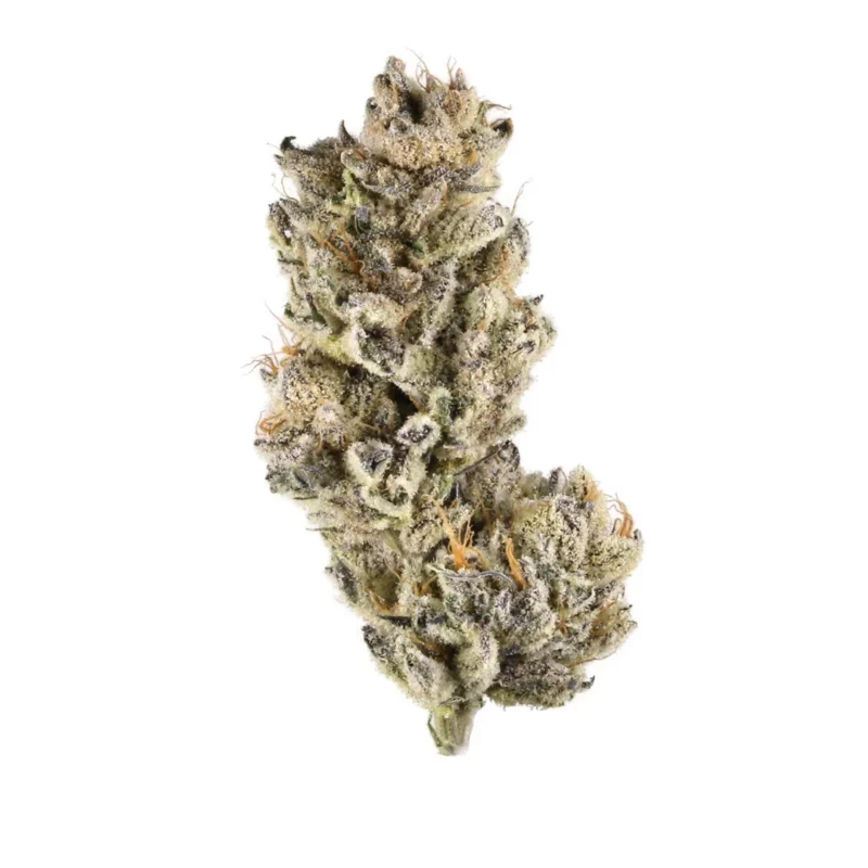 Purple Dream Strain