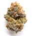 Purple Raine Strain