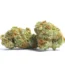 Red Congolese Strain