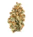 Red Pop Strain