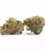Royal Kush Strain