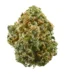 Sherbanger Strain