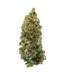 Slurpie Strain