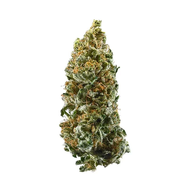 Slurpie Strain