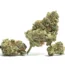 Squirt Strain