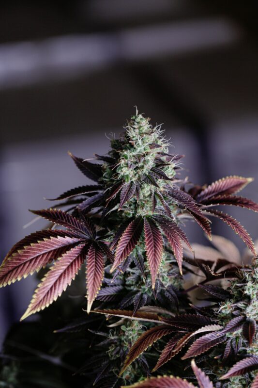 At Iced Out Genetics, we think you’ll agree that our cannabis seeds provide the best possible high. Our seeds use only the finest genetics and come at a great price—what else could you ask for? Come take a look for yourself