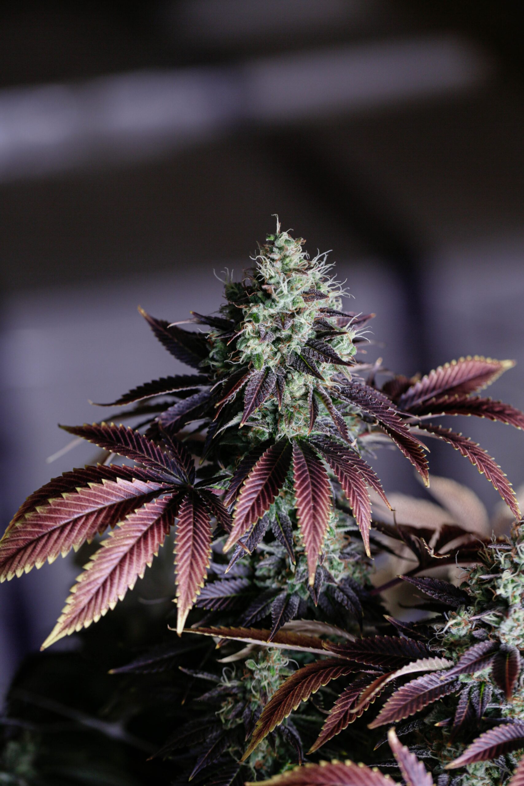 At Iced Out Genetics, we think you’ll agree that our cannabis seeds provide the best possible high. Our seeds use only the finest genetics and come at a great price—what else could you ask for? Come take a look for yourself