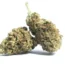 Strawberry Diesel Strain