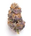 Sugar Plum Sunset Strain