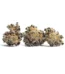 Sweeties Strain