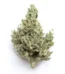 Thai Strain