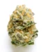 The Don Mega Strain