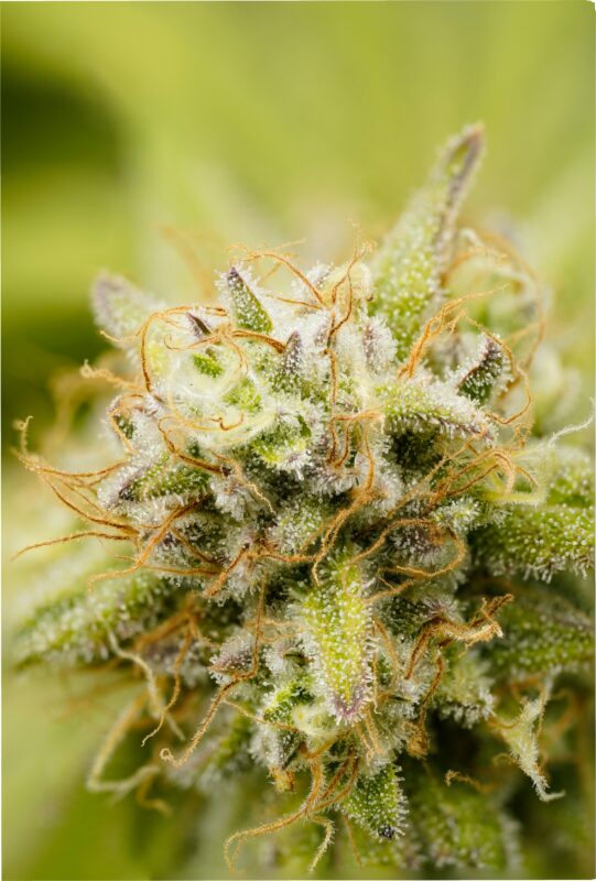 At Iced Out Genetics, we think you’ll agree that our cannabis seeds provide the best possible high. Our seeds use only the finest genetics and come at a great price—what else could you ask for? Come take a look for yourself