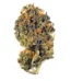 Tropic Truffle Strain