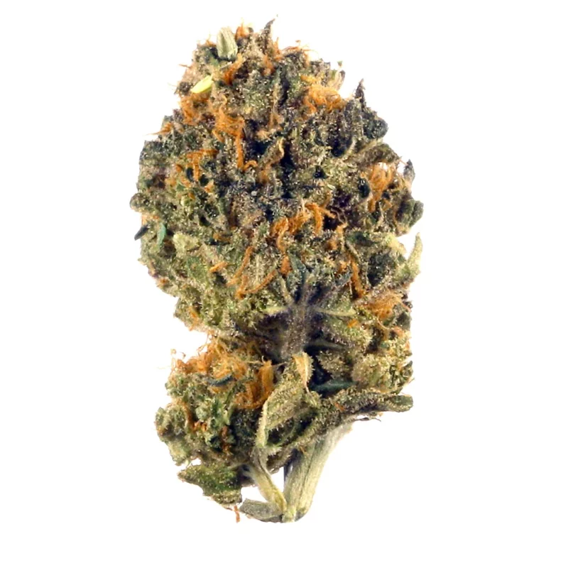 Tropic Truffle Strain
