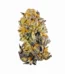 Tropical Punch Strain