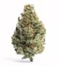 Tropical Runtz Strain