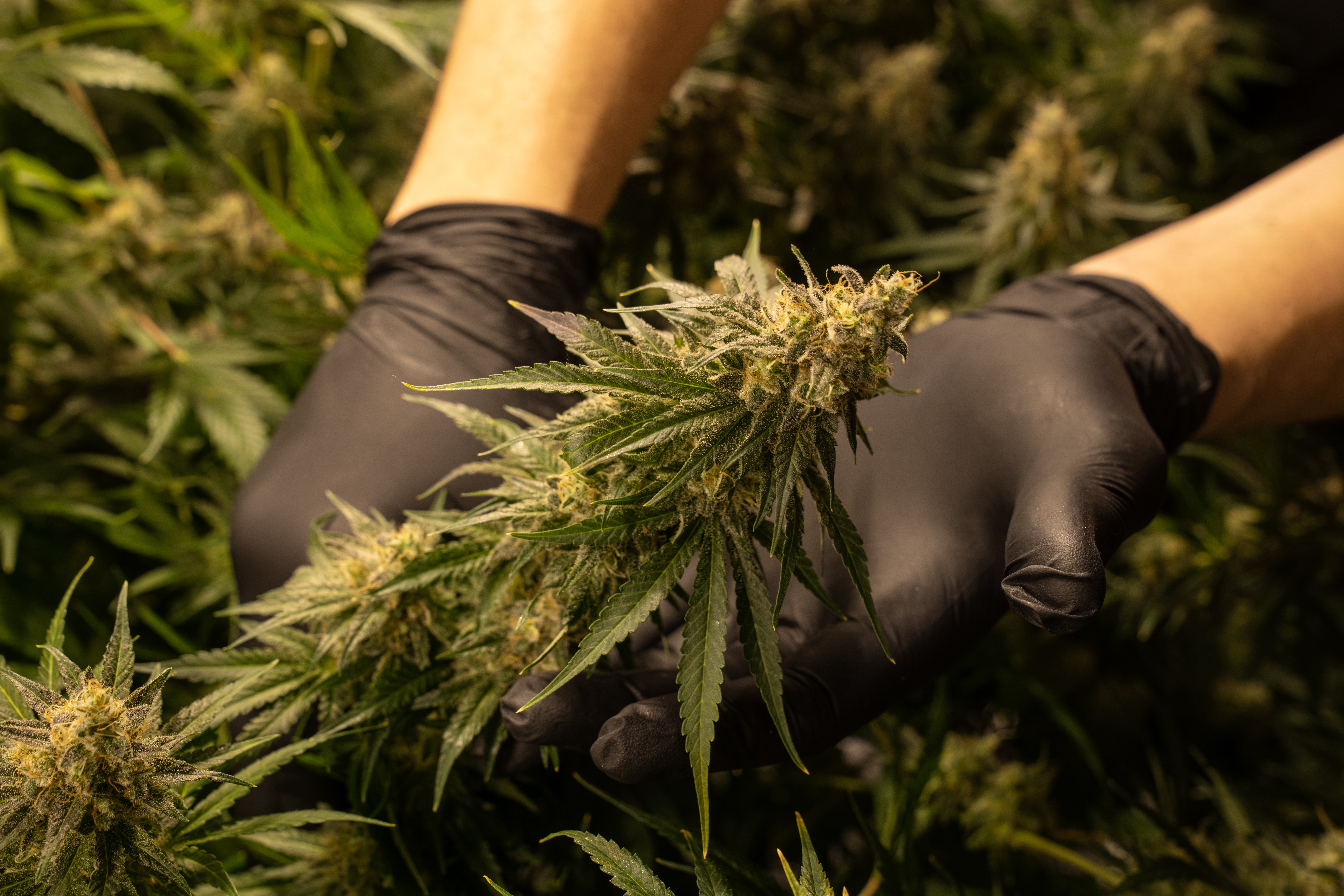 At Iced Out Genetics, we think you’ll agree that our cannabis seeds provide the best possible high. Our seeds use only the finest genetics and come at a great price—what else could you ask for? Come take a look for yourself