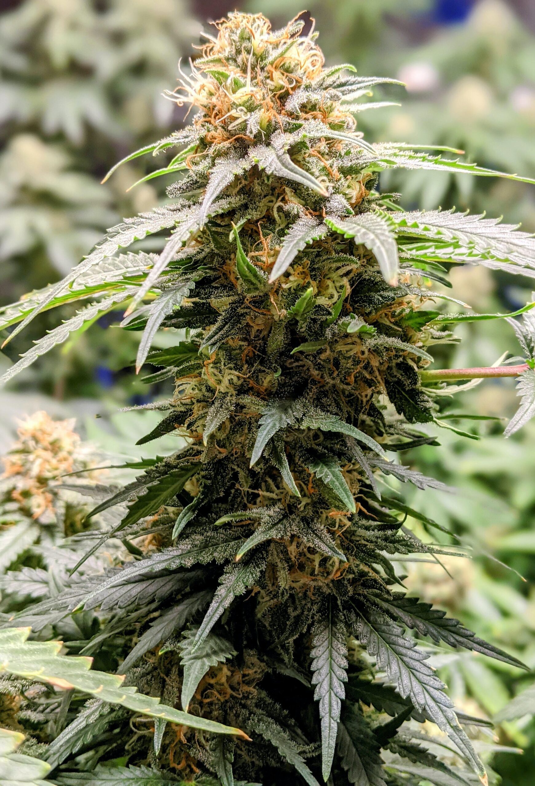 At Iced Out Genetics, we think you’ll agree that our cannabis seeds provide the best possible high. Our seeds use only the finest genetics and come at a great price—what else could you ask for? Come take a look for yourself