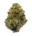 Wedding Punch Strain