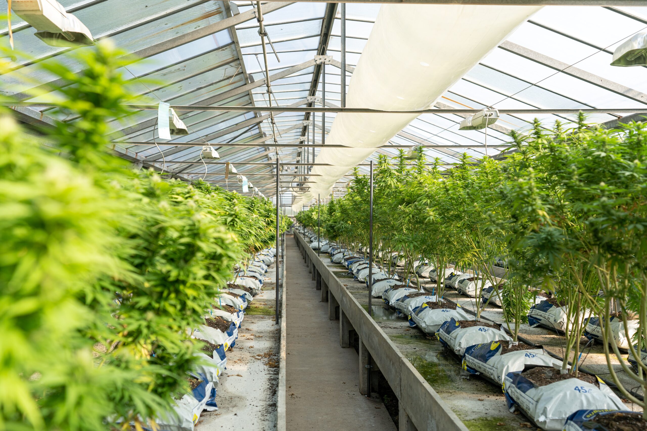 At Iced Out Genetics, we think you’ll agree that our cannabis seeds provide the best possible high. Our seeds use only the finest genetics and come at a great price—what else could you ask for? Come take a look for yourself