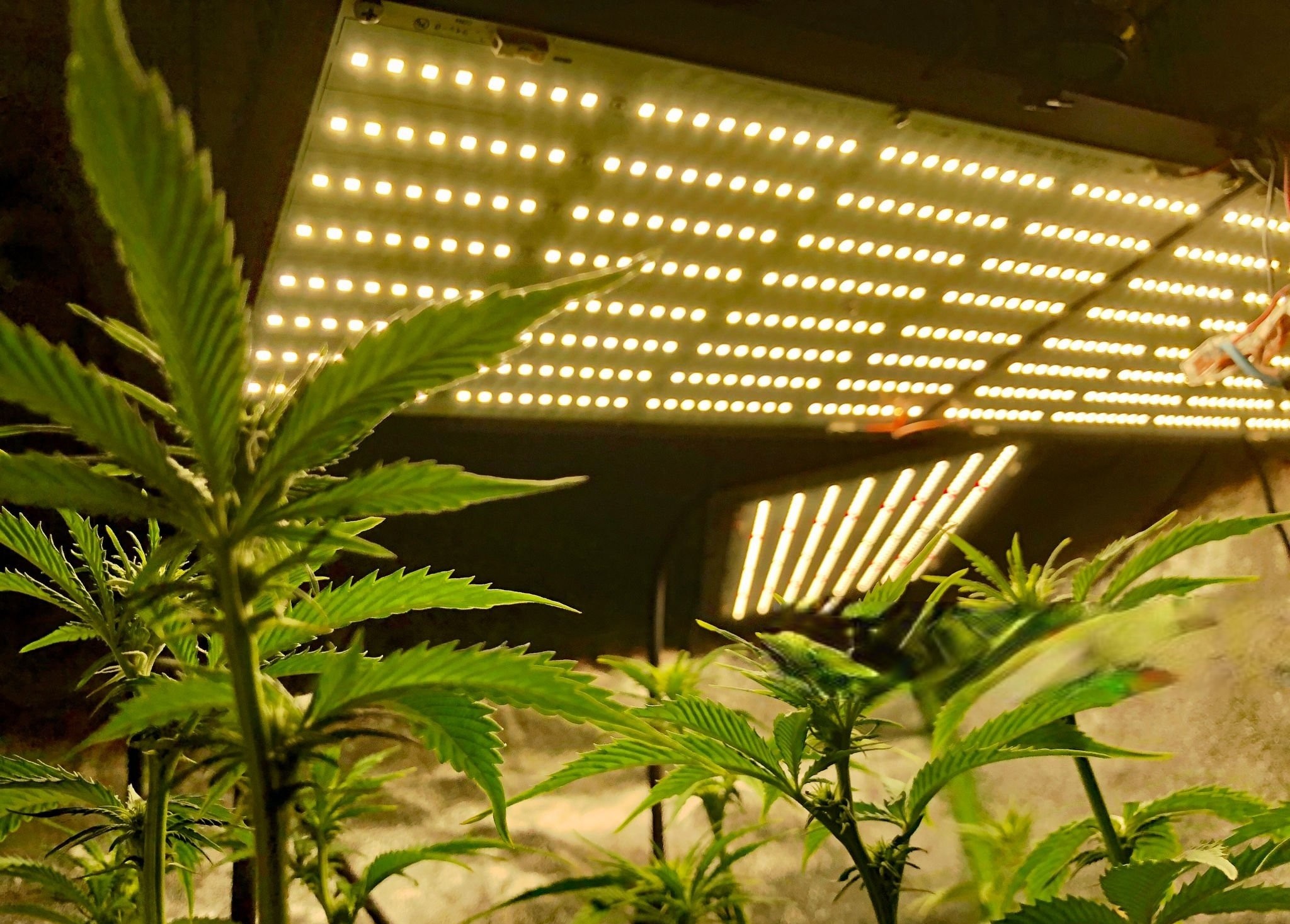 At Iced Out Genetics, we think you’ll agree that our cannabis seeds provide the best possible high. Our seeds use only the finest genetics and come at a great price—what else could you ask for? Come take a look for yourself.