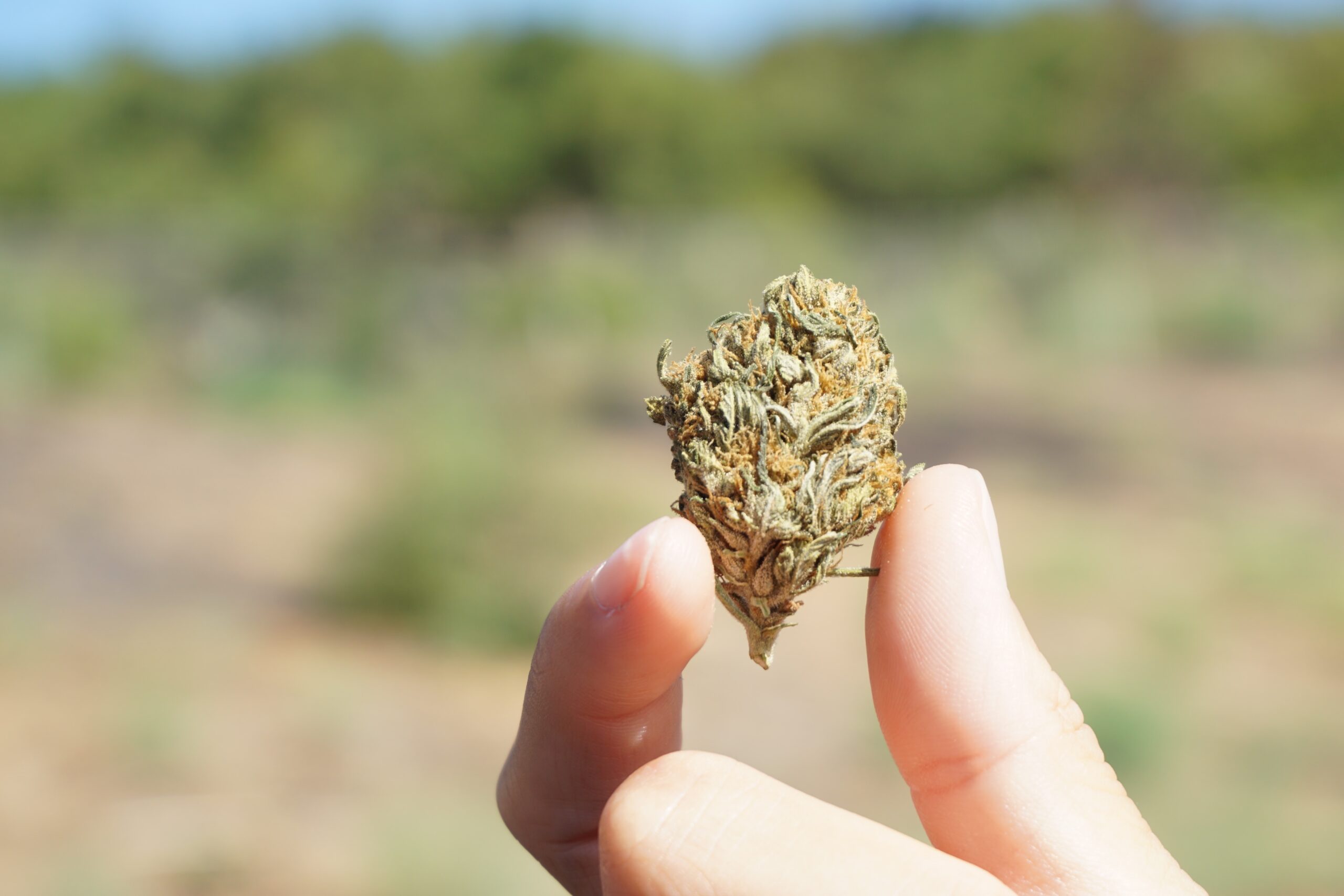 At Iced Out Genetics, we think you’ll agree that our cannabis seeds provide the best possible high. Our seeds use only the finest genetics and come at a great price—what else could you ask for? Come take a look for yourself