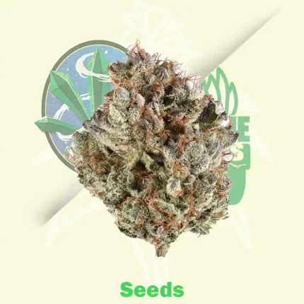 2 Fast & 2 Vast Seeds