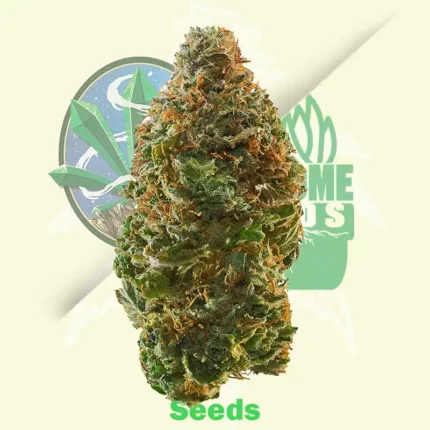 Acid Dough by Ripper Seeds