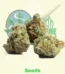 Amnesia Haze