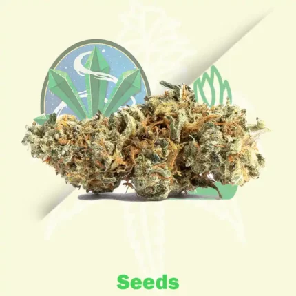 Amnesia by Seedstockers