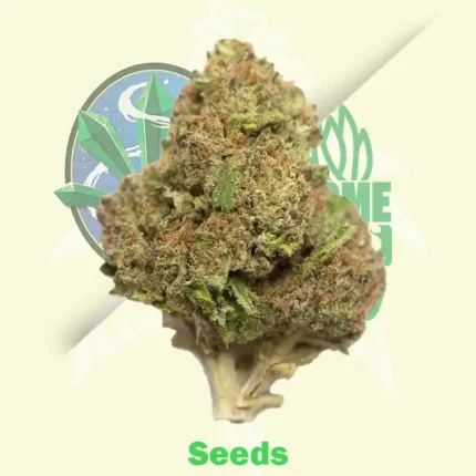 Black Berry Og Feminized Seeds