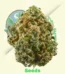 Blue Dream