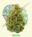 Blue Mystic