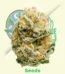 Blue Thai