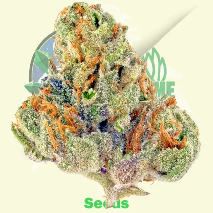 Bubble Gum by Serious Seeds