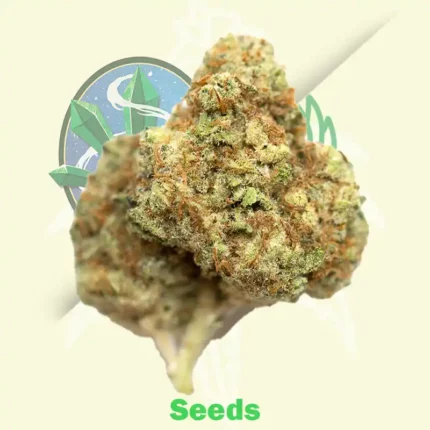 Buddha White Dwarf Auto by Buddha Seeds