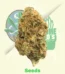 Black Domina Autoflowering