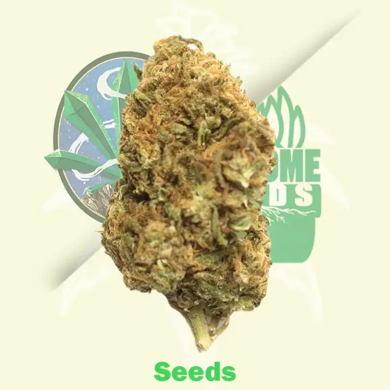 Black Domina Autoflowering