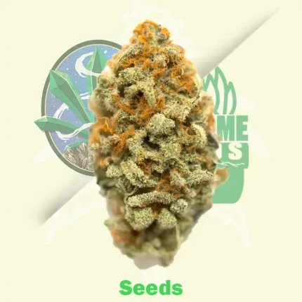 Cbd Charlotte’S Angel